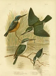 Martin pescatore azzurro, 1891